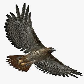 Hawk (RIGGED)